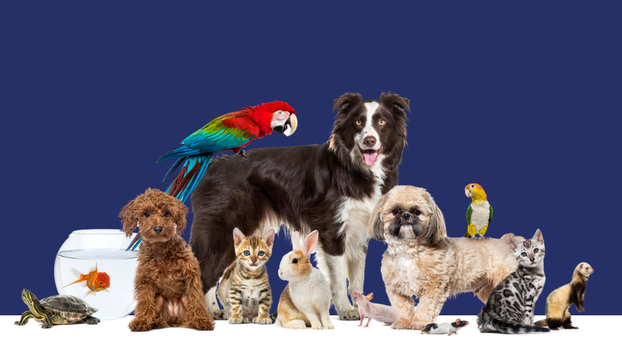 Pet-Tography Pet Photo Contest Pets